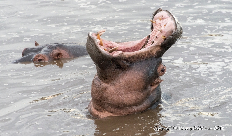 Big Mouth Hippo_HBA2979.jpg